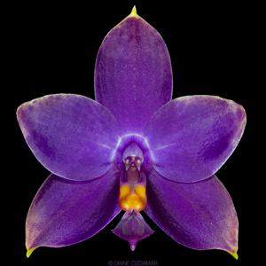 Phalaenopsis violacea