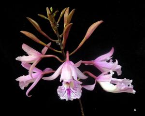 Broughtonia negrilensis