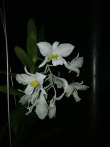 Dendrobium dearei