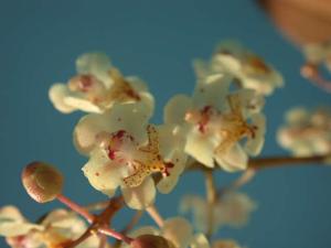 Trichocentrum stramineum