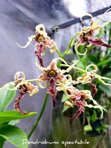 Dendrobium spectabile