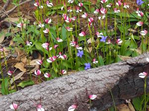 Leptoceras menziesii
