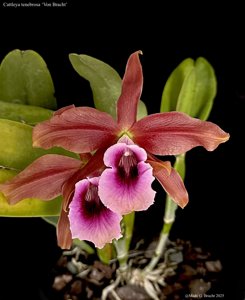 Cattleya tenebrosa