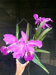 Cattleya lueddemanniana