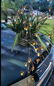 Encyclia aspera