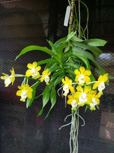 Vanda denisoniana
