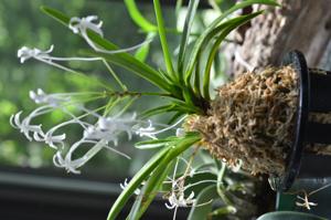 Vanda falcata