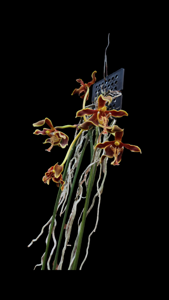 Paraphalaenopsis labukensis