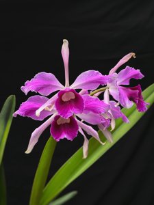 Cattleya purpurata