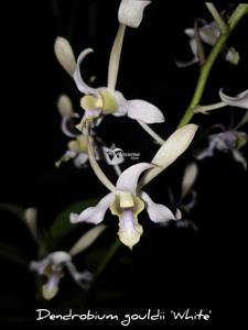 Dendrobium gouldii
