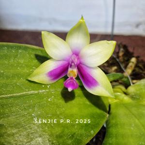 Phalaenopsis bellina