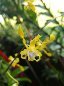 Dendrobium helix