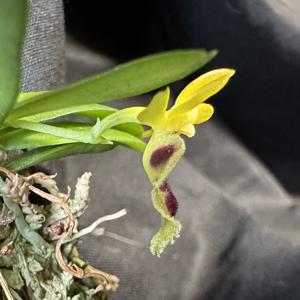 Gastrochilus retrocallus