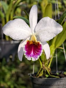 Cattleya percivaliana