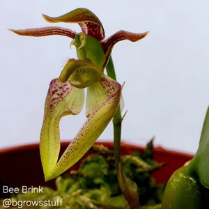 Bulbophyllum lasiochilum