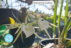Brassavola nodosa