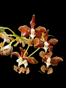 Vanda roeblingiana