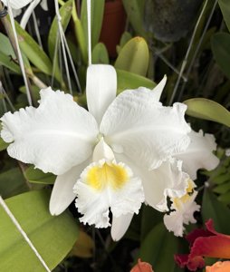 Cattleya lueddemanniana var. alba