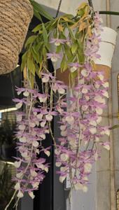 Dendrobium aphyllum