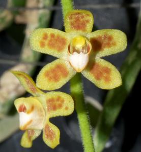 Chiloschista parishii