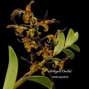Dendrobium cochliodes