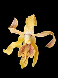 Dendrobium conanthum