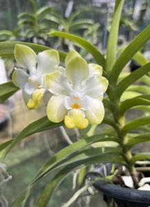 Vanda denisoniana