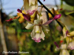 Dendrobium taurinum