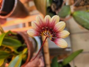 Bulbophyllum lepidum