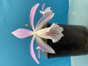 Pleione formosana