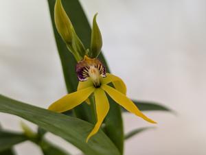 Prosthechea cochleata var. cochleata