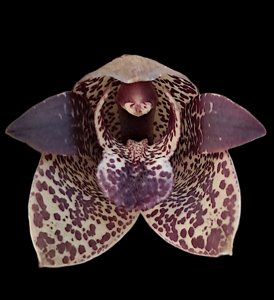 Grammatophyllum stapeliiflorum