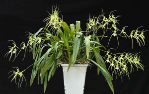 Brassia verrucosa