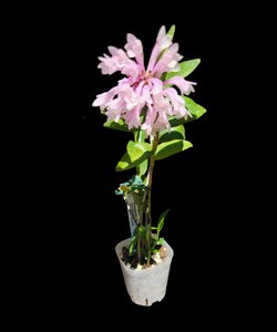 Dendrobium aphanochilum
