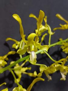 Dendrobium gouldii