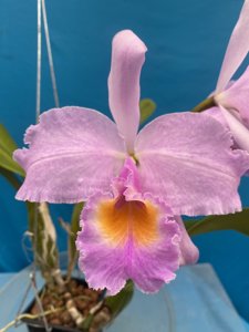 Cattleya schroederae