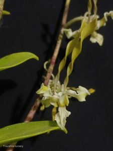 Dendrobium strebloceras