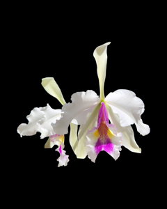 Cattleya warscewiczii