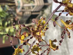 Dendrobium cochliodes