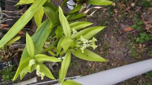 Coelogyne mayeriana