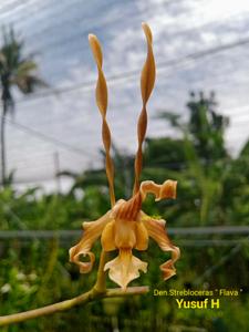 Dendrobium strebloceras