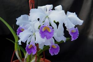 Cattleya trianae