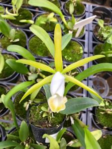 Cattleya araguaiensis var. alba