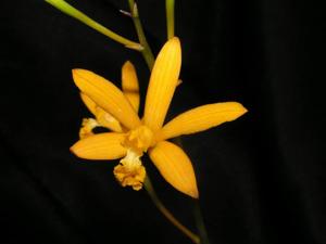Cattleya hoehnei