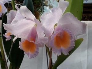 Cattleya schroederae