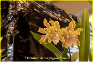 Oncidium deburghgraeveanum