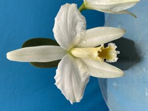 Cattleya jongheana
