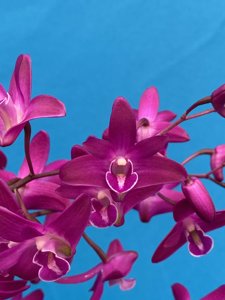 Dendrobium kingianum