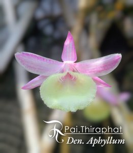 Dendrobium aphyllum