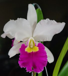 Cattleya warscewiczii